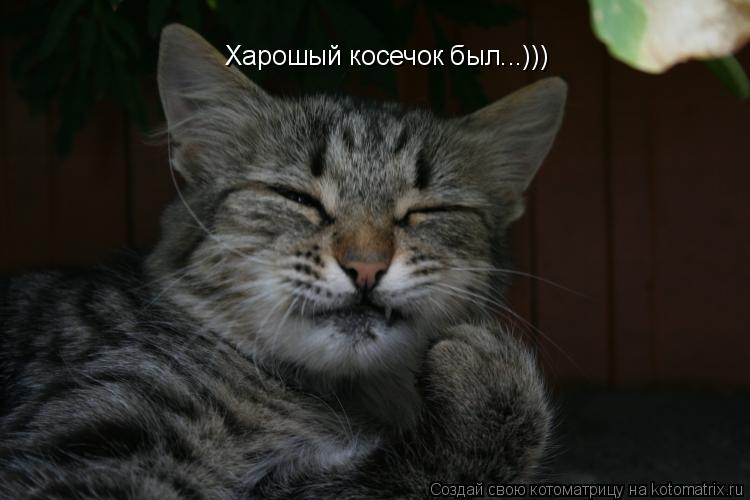 Харошый косечок был...)))... Котоматрица: Харошый косечок был...)))