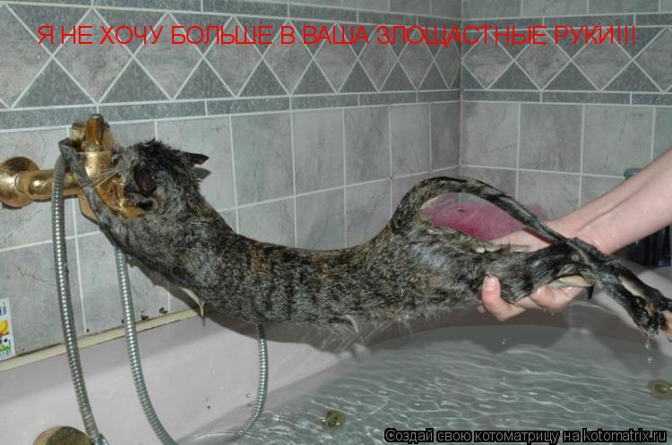 Я НЕ ХОЧУ БОЛЬШЕ В ВАША ЗЛОЩАСТНЫЕ РУКИ!!!... Котоматрица: Я НЕ ХОЧУ БОЛЬШЕ В ВАША ЗЛОЩАСТНЫЕ РУКИ!!!