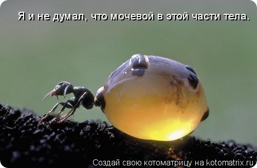 Котоматрица: Я и не думал, что мочевой в этой части тела.