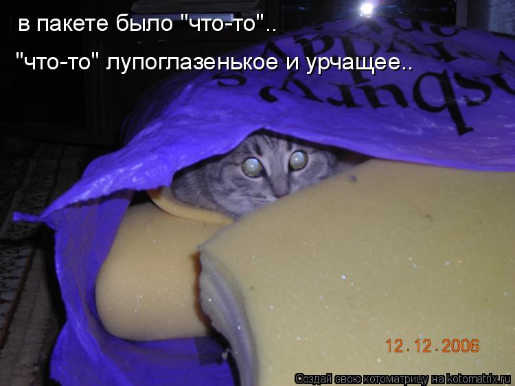 в пакете было "что-то".. "что-то" лупоглазенькое и урчащее..... Котоматрица: в пакете было "что-то".. "что-то" лупоглазенькое и урчащее..