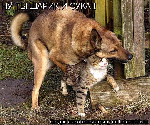 Котоматрица: НУ ТЫ ШАРИК И СУКА!!