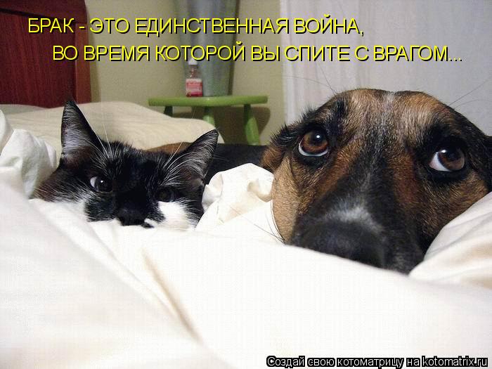 БРАК - ЭТО ЕДИНСТВЕННАЯ ВОЙНА, ВО ВРЕМЯ КОТОРОЙ ВЫ СПИТЕ С ВРАГОМ...... Котоматрица: БРАК - ЭТО ЕДИНСТВЕННАЯ ВОЙНА, ВО ВРЕМЯ КОТОРОЙ ВЫ СПИТЕ С ВРАГОМ...