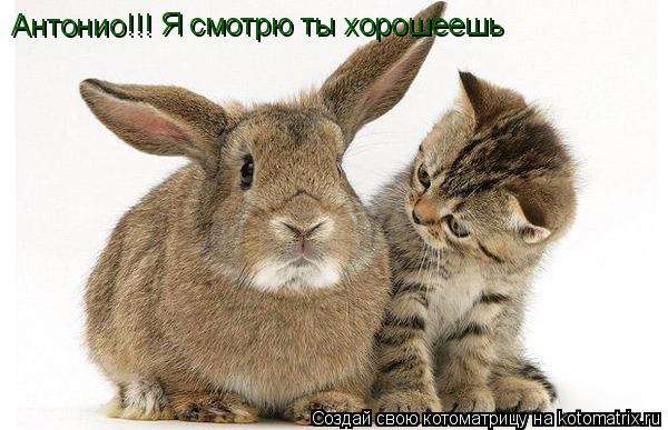 Антонио!!! Я смотрю ты хорошеешь... Котоматрица: Антонио!!! Я смотрю ты хорошеешь