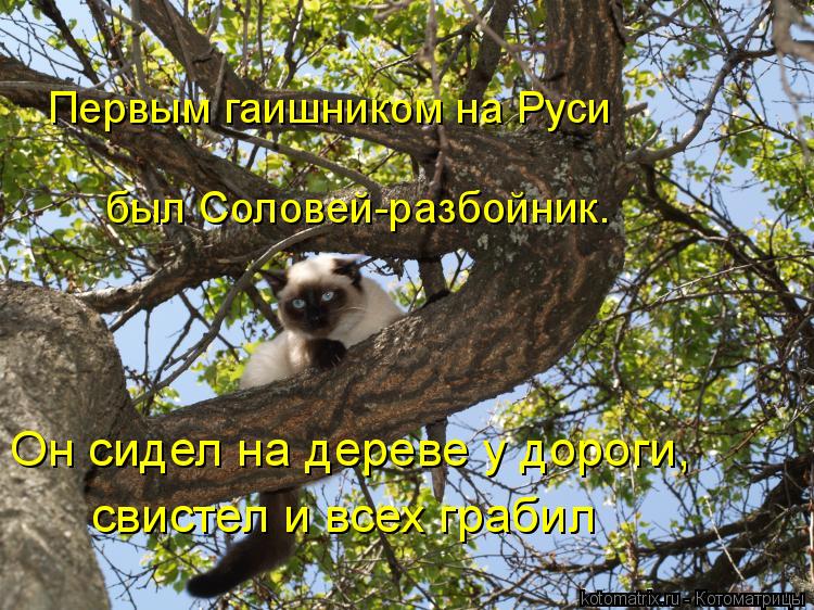 Первым гаишником на Руси был Соловей-разбойник. Он сидел на дереве у дороги, свистел и всех грабил... Котоматрица: Первым гаишником на Руси был Соловей-разбойник. Он сидел на дереве у дороги, свистел и всех грабил
