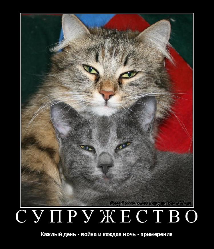 Супружество Каждый день - война и каждая ночь - примерение... Котоматрица: Супружество Каждый день - война и каждая ночь - примерение