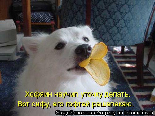 Хофяин научил уточку делать. Вот сифу, его гофтей рашвлекаю.... Котоматрица: Хофяин научил уточку делать. Вот сифу, его гофтей рашвлекаю.