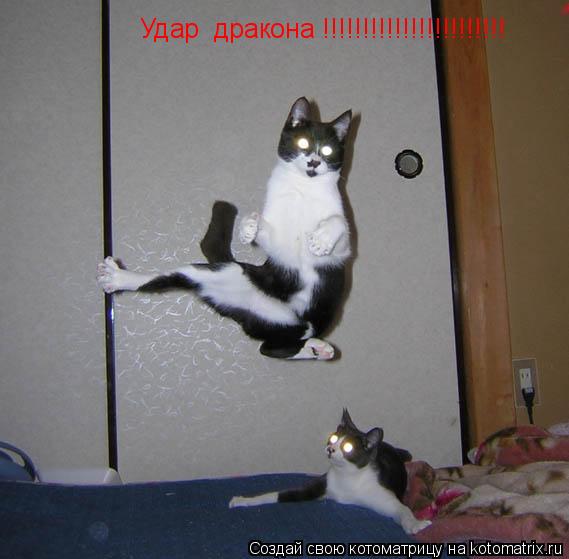 Удар дракона !!!!!!!!!!!!!!!!!!!!!!!... Котоматрица: Удар дракона !!!!!!!!!!!!!!!!!!!!!!!