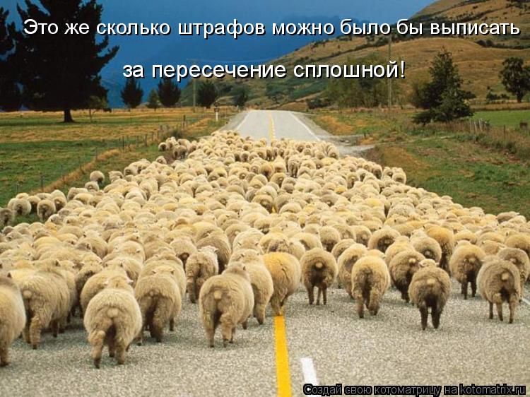 Котоматрица: Это же сколько штрафов можно было бы выписать за пересечение сплошной!
