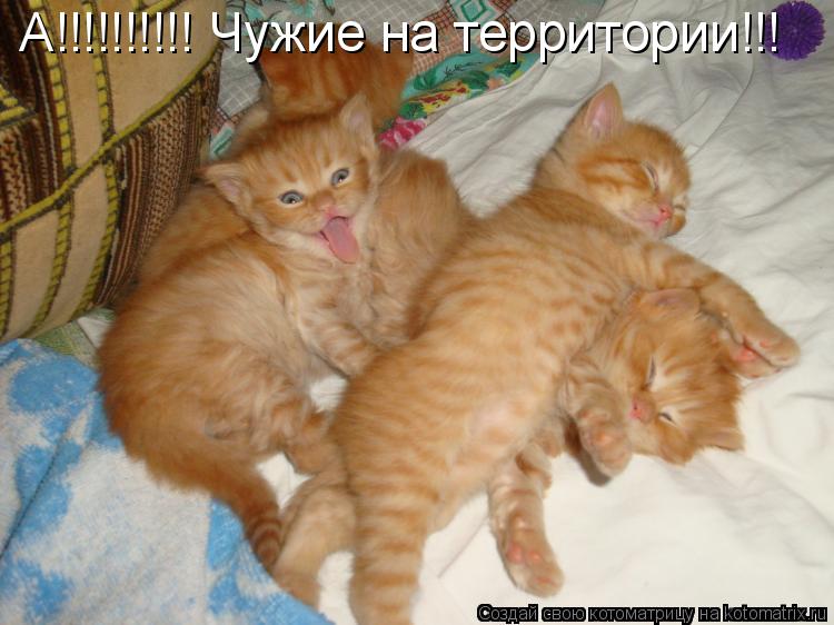 Котоматрица: А!!!!!!!!!! Чужие на территории!!!