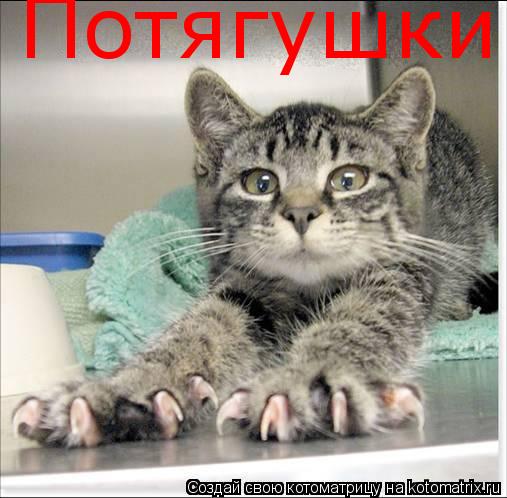 Потягушки... Котоматрица: Потягушки