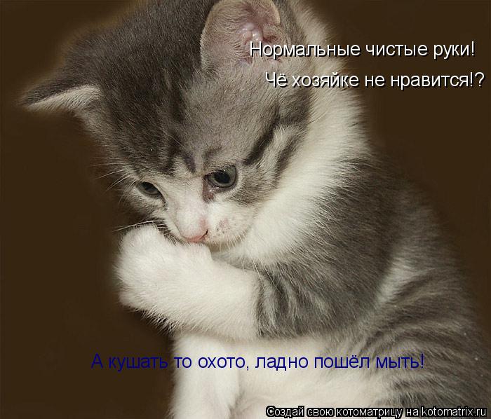 Котоматрица: Нормальные чистые руки! Чё хозяйке не нравится!? А кушать то охото, ладно пошёл мыть!