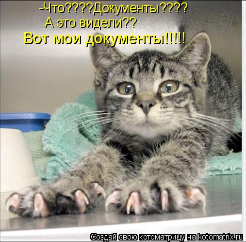 -Что????Документы???? А это видели?? Вот мои документы!!!!!... Котоматрица: -Что????Документы???? А это видели?? Вот мои документы!!!!!