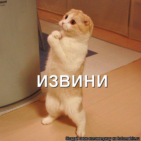 извини... Котоматрица: извини