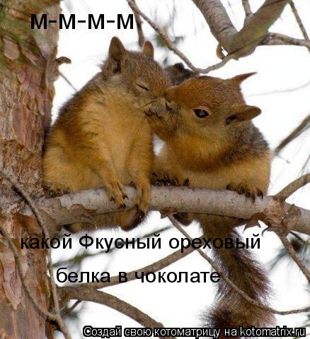 м-м-м-м какой Фкусный ореховый белка в чоколате... Котоматрица: м-м-м-м какой Фкусный ореховый белка в чоколате