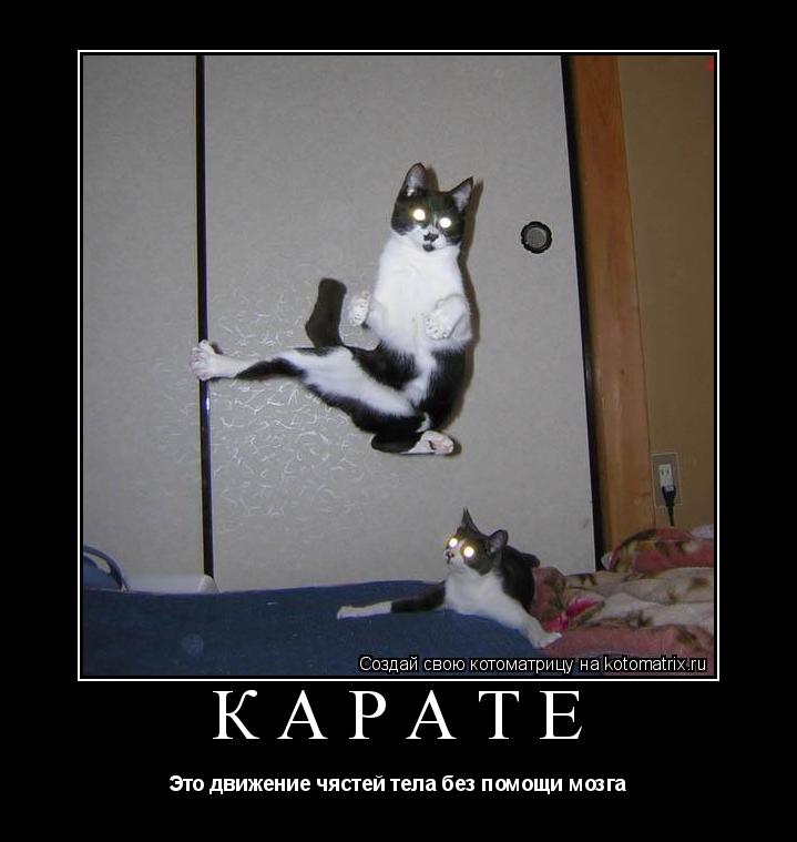 Котоматрица: КАРАТЕ Это движение чястей тела без помощи мозга