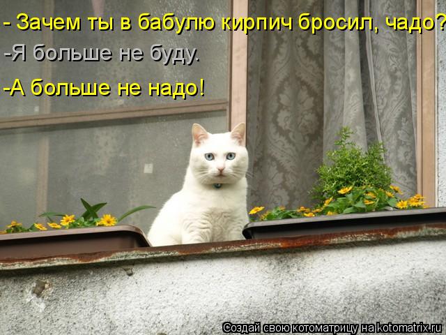 Котоматрица: -Я больше не буду… -А больше не надо! - Зачем ты в бабулю кирпич бросил, чадо?