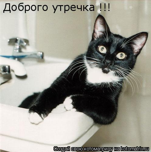 Доброго утречка !!!... Котоматрица: Доброго утречка !!!