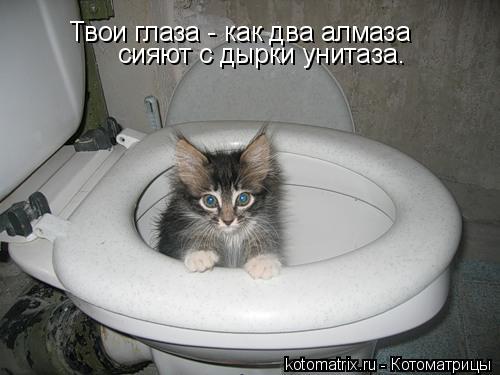 Твои глаза - как два алмаза сияют с дырки унитаза.... Котоматрица: Твои глаза - как два алмаза сияют с дырки унитаза.