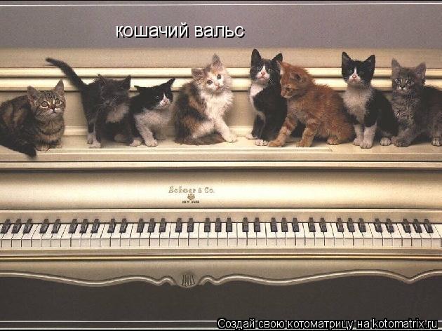 кошачий вальс... Котоматрица: кошачий вальс