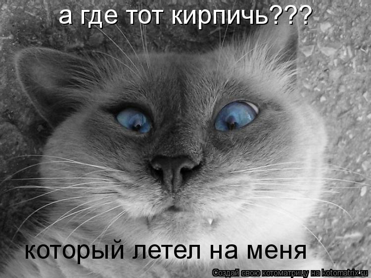 а где тот кирпичь??? который летел на меня... Котоматрица: а где тот кирпичь??? который летел на меня