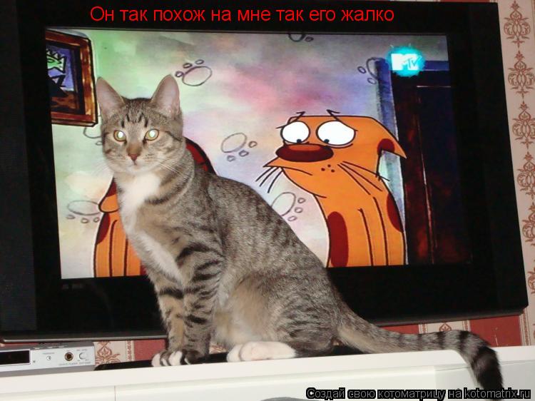 Он так похож на Он так похож на мне так его жалко... Котоматрица: Он так похож на Он так похож на мне так его жалко