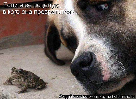 Если я ее поцелую, в кого она превратится?..... Котоматрица: Если я ее поцелую, в кого она превратится?..