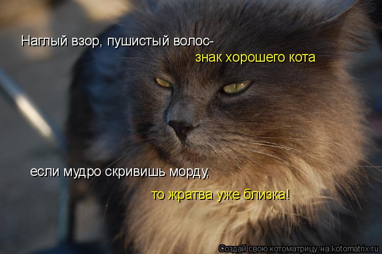 Наглый взор, пушистый волос- знак хорошего кота если мудро скривишь морду, то жратва уже близка!... Котоматрица: Наглый взор, пушистый волос- знак хорошего кота если мудро скривишь морду, то жратва уже близка!