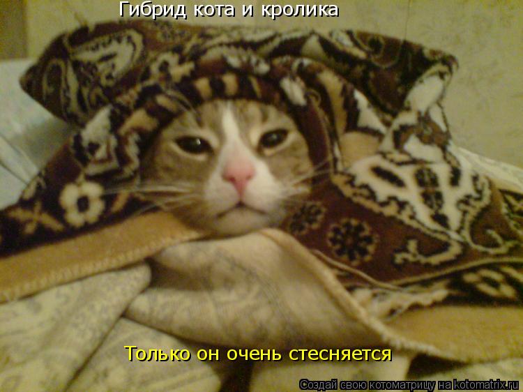 Котоматрица: Гибрид кота и кролика Только он очень стесняется
