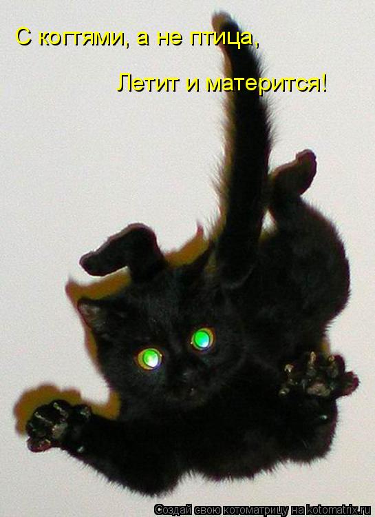 С когтями, а не птица, Летит и матерится!... Котоматрица: С когтями, а не птица, Летит и матерится!