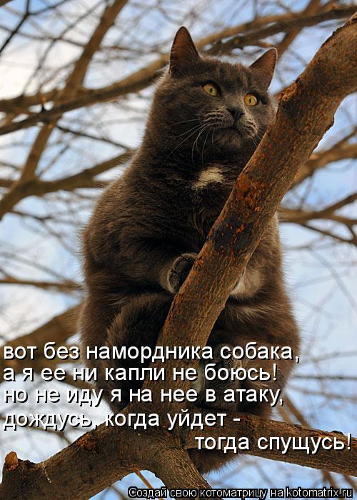 вот без намордника собака, а я ее ни капли не боюсь! но не иду я на нее в атаку, дождусь, когда уйдет... Котоматрица: вот без намордника собака, а я ее ни капли не боюсь! но не иду я на нее в атаку, дождусь, когда уйдет - тогда спущусь!