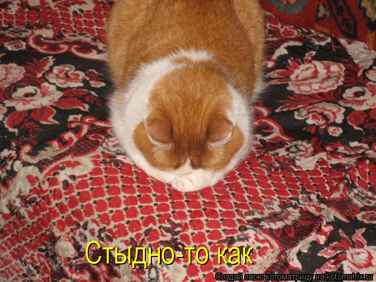 Стыдно-то как... Котоматрица: Стыдно-то как