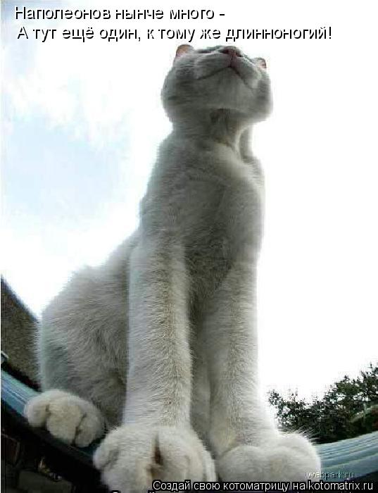 Котоматрица: Наполеонов нынче много - А тут ещё один, к тому же длинноногий!