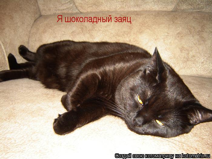 Я шоколадный заяц... Котоматрица: Я шоколадный заяц