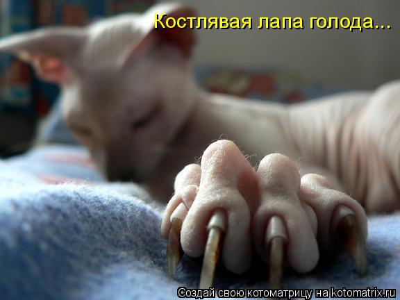 Костлявая лапа голода...... Котоматрица: Костлявая лапа голода...