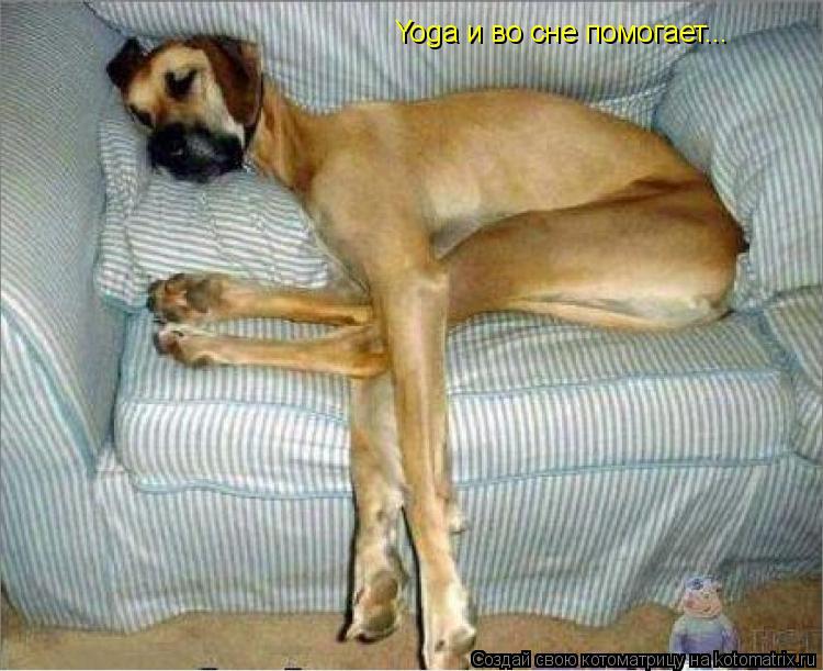 Yoga и во сне помогает...... Котоматрица: Yoga и во сне помогает...