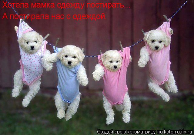 Хотела мамка одежду постирать... А постирала нас с одеждой.... Котоматрица: Хотела мамка одежду постирать... А постирала нас с одеждой.