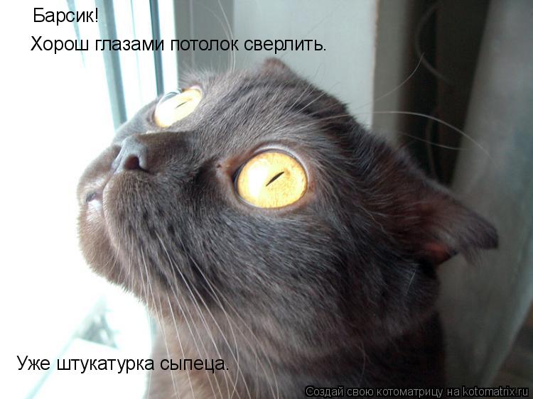 Барсик! Хорош глазами потолок сверлить. Уже штукатурка сыпеца.... Котоматрица: Барсик! Хорош глазами потолок сверлить. Уже штукатурка сыпеца.