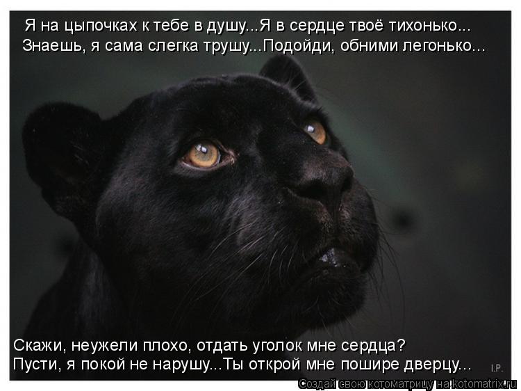 Котоматрица: Я на цыпочках к тебе в душу...Я в сердце твоё тихонько... Знаешь, я сама слегка трушу...Подойди, обними легонько... Скажи, неужели плохо, отдать у