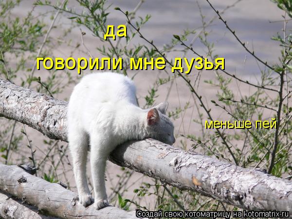 да говорили мне дузья меньше пей... Котоматрица: да говорили мне дузья меньше пей