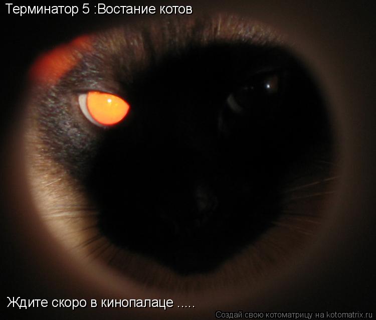 Котоматрица: Терминатор 5 :Востание котов Ждите скоро в кинопалаце .....