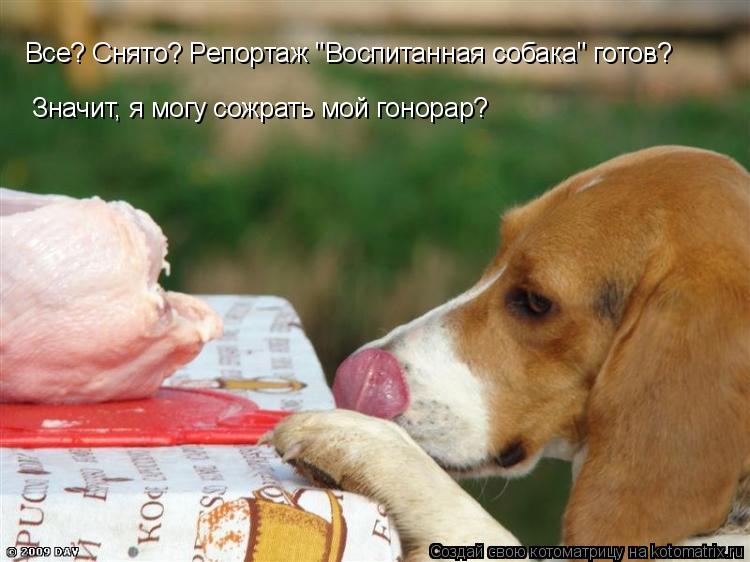 Котоматрица: Все? Снято? Репортаж "Воспитанная собака" готов? Значит, я могу сожрать мой гонорар?