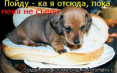 Пойду - ка я отсюда, пока меня не съели... Котоматрица: Пойду - ка я отсюда, пока меня не съели