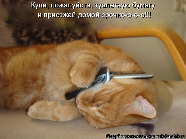 Купи, пожалуйста, туалетную бумагу и приезжай домой срочно-о-о-о!!!... Котоматрица: Купи, пожалуйста, туалетную бумагу и приезжай домой срочно-о-о-о!!!