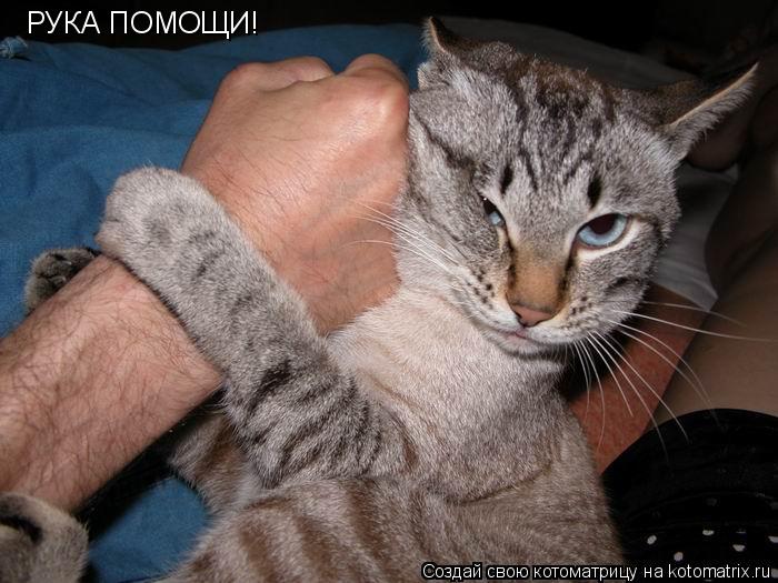 Котоматрица: РУКА ПОМОЩИ!
