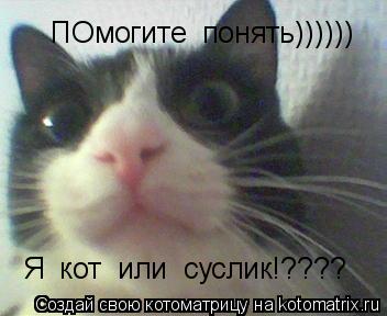 ПОмогите понять)))))) Я кот или суслик!????... Котоматрица: ПОмогите понять)))))) Я кот или суслик!????