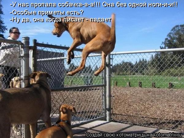 -У нас пропала собачка-а-а!!! Она без одной ноги-и-и!! -Особые приметы есть? -Ну да, она когда писает... Котоматрица: -У нас пропала собачка-а-а!!! Она без одной ноги-и-и!! -Особые приметы есть? -Ну да, она когда писает - падает