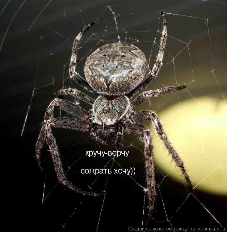 кручу-верчу сожрать хочу))... Котоматрица: кручу-верчу сожрать хочу))