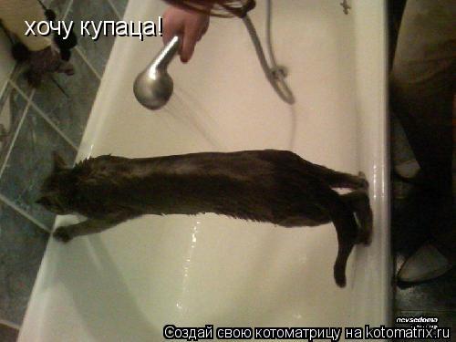 хочу купаца!... Котоматрица: хочу купаца!