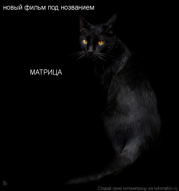 новый фильм под нозванием МАТРИЦА... Котоматрица: новый фильм под нозванием МАТРИЦА