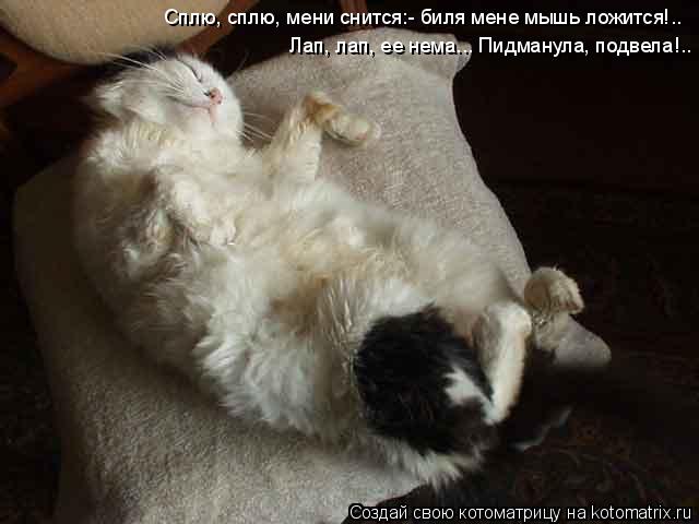 Котоматрица: Сплю, сплю, мени снится:- биля мене мышь ложится!.. Лап, лап, ее нема... Пидманула, подвела!..